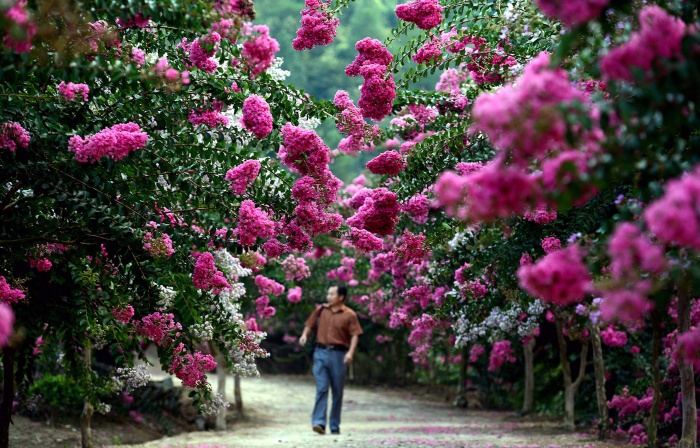 Reproduction du lilas des Indes
