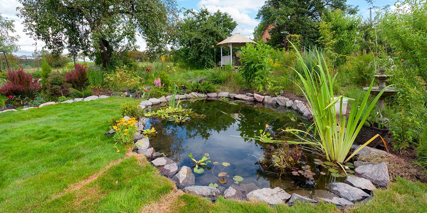 Quelles plantes choisir pour un jardin aquatique ?