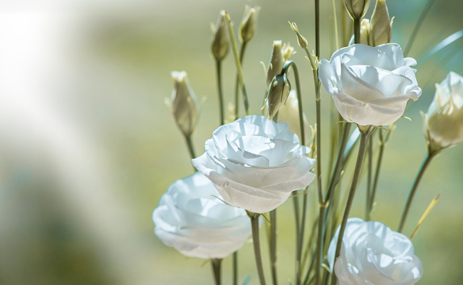 Quelles fleurs associer à des lisianthus blancs ?